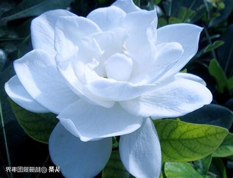 梔子花 風水